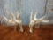 Whitetail Sheds R 93