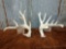 Whitetail Sheds R 80