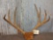 Vintage 4x5 Mule Deer Rack