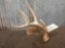 4 Point Whitetail Shed