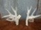 Whitetail Sheds R 96