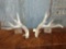 Whitetail Sheds 210