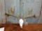 Mule deer and Whitetail cross Antlers on skull