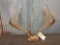 4x5 Mule Deer Rack