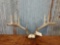 4 by 5 Whitetail rack on skull plate