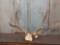 6x5 Elk Rack On Skull Plate