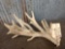Big Clustered Whitetail Shed