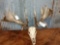 291 7/8' Whitetail rack on skull