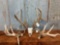 Package Deal Whitetail Skull & Sheds Previous Year