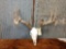 5 by 5 mounted Whitetail sheds