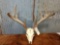 4 by 5 Whitetail rack on skull