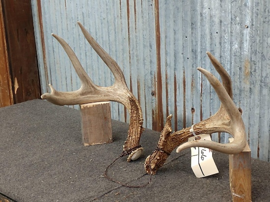 Nice Big Set Of Wild 4x4 Whitetail Sheds Great Color