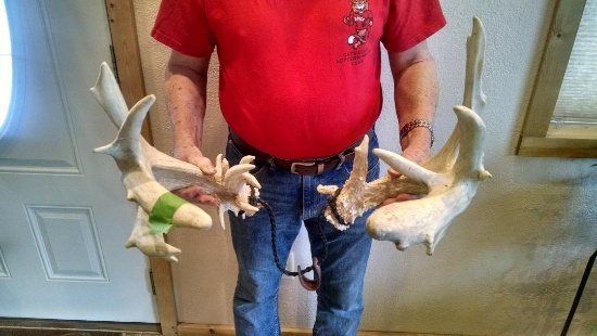 195" Whitetail Sheds