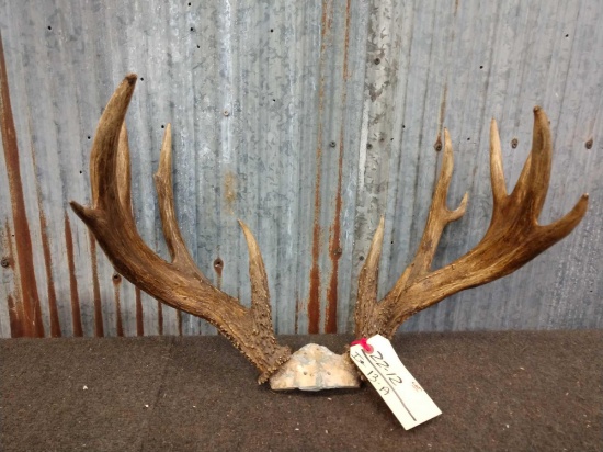 5x5 Whitetail Rack On Skull Plate