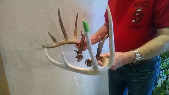 Wild Canadian Whitetail Sheds 156"