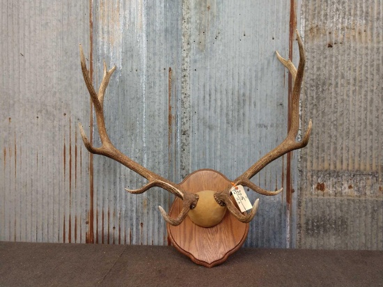 6x5 Elk Rack On Plaque