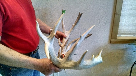 210" Whitetail Sheds