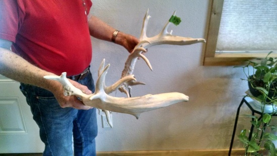 219" Whitetail Sheds