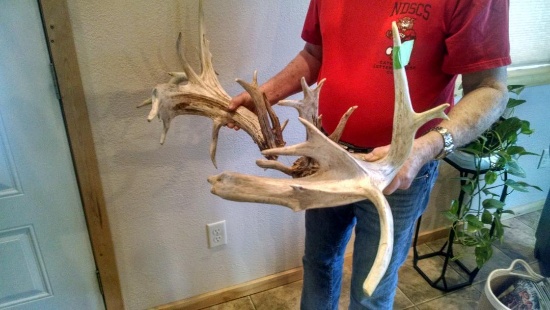 232" Whitetail Sheds