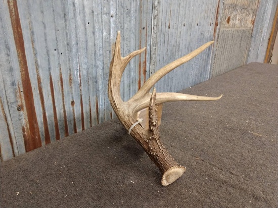 4 Point Wild Whitetail Shed Great Beading and Forked G2