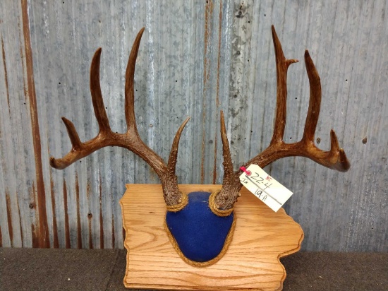 6x5 Whitetail Rack On Plaque Color Added