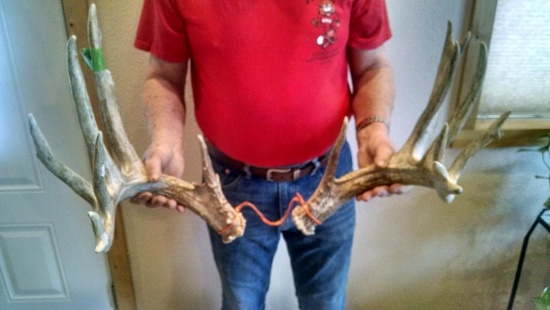 187" Whitetail Sheds