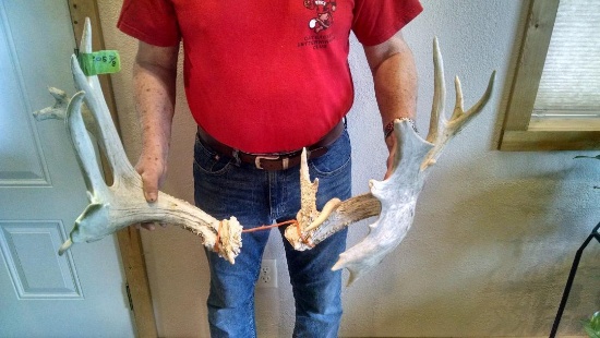 206" Whitetail Sheds