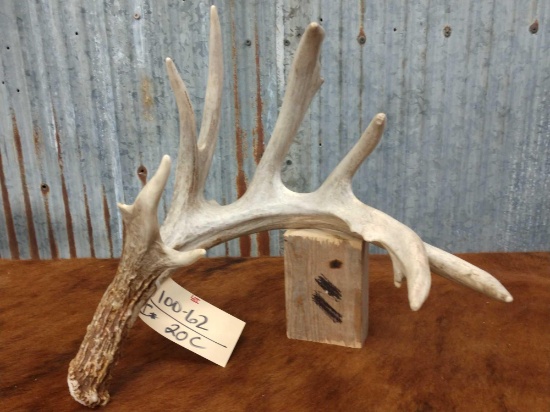 91" Single Whitetail Shed