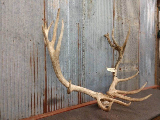 6x8 Elk Rack On Skull Plate