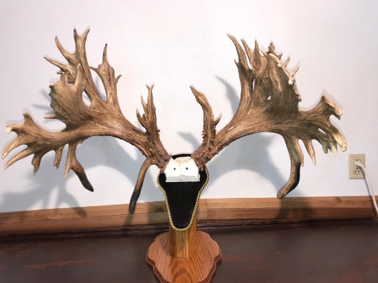 X-Factor Replica Antlers