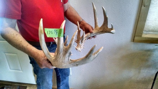 175" Whitetail Sheds