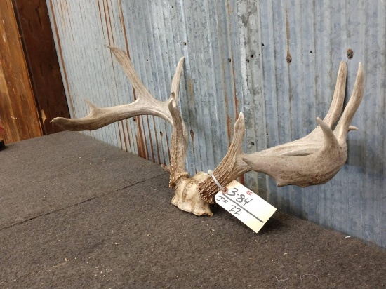 5x5 Whitetail Rack 25" Inside Spread