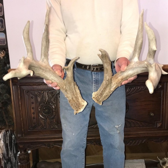 Heavy Mass Whitetail Sheds