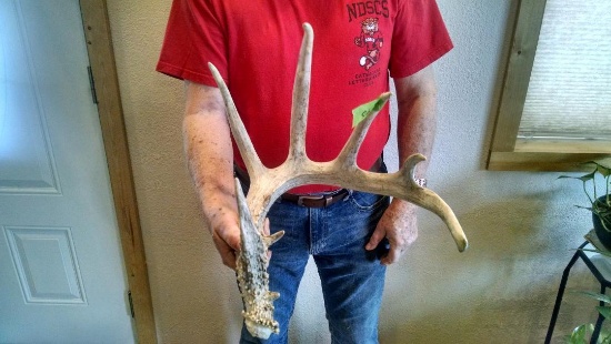 87" Typical Whitetail Shed