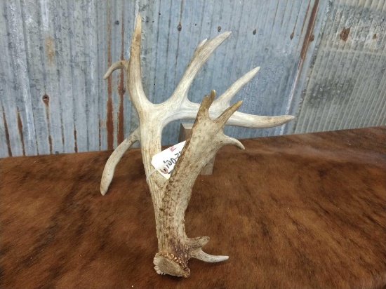 95" Whitetail Shed