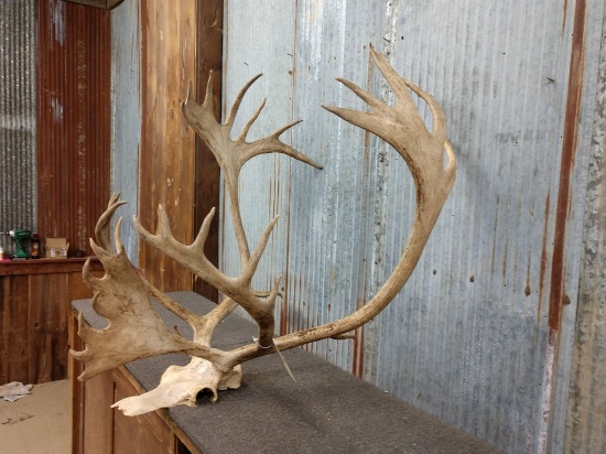 Caribou Rack In Skull Plate Big Tops & Big Shovel