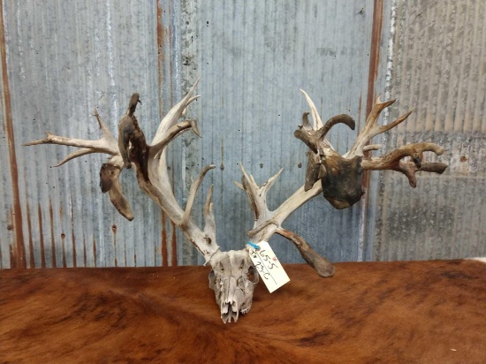 Huge 300 class Whitetail rack on skull