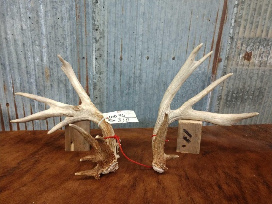 Whitetail Sheds R 74" L 70"