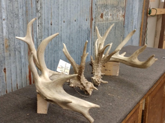 Set Of Whitetail Sheds Right 115" Left 114"