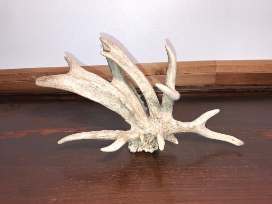 16 Point Cluster Whitetail Shed