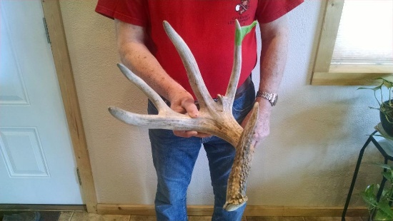 80" Whitetail Shed