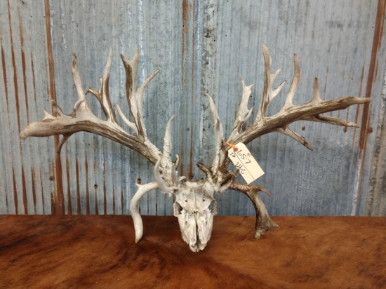 Upper 200 class Whitetail on skull