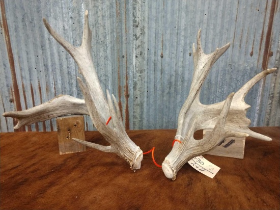 Whitetail Sheds R 89" L 95"