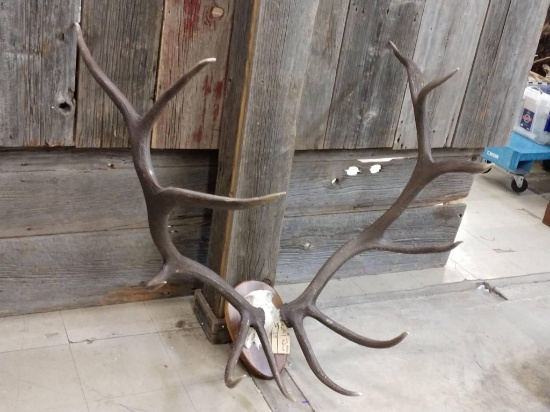 6x6 Elk Rack On Skull Plate Color Added