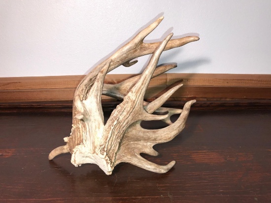 Freak 19 Point Whitetail Shed