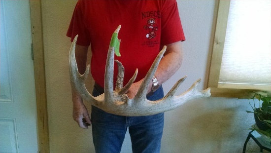 90" Whitetail Shed