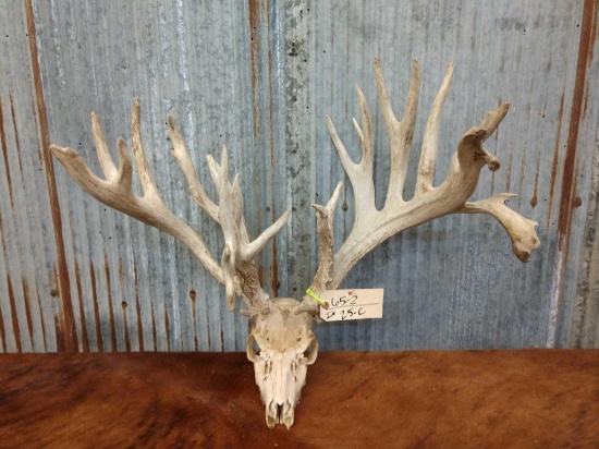 Upper 200 class Whitetail rack on skull