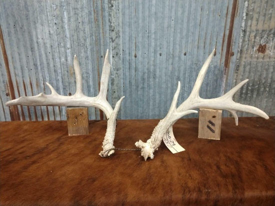 Whitetail Sheds R 65" L 72"
