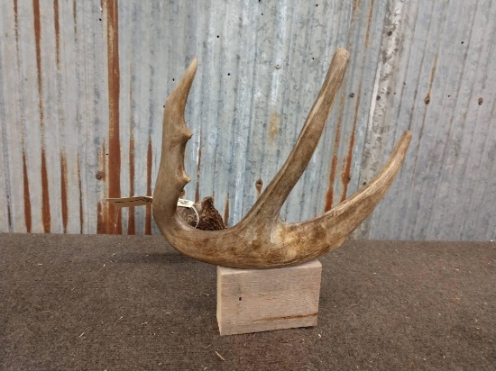 Canadian Whitetail Shed with Extras