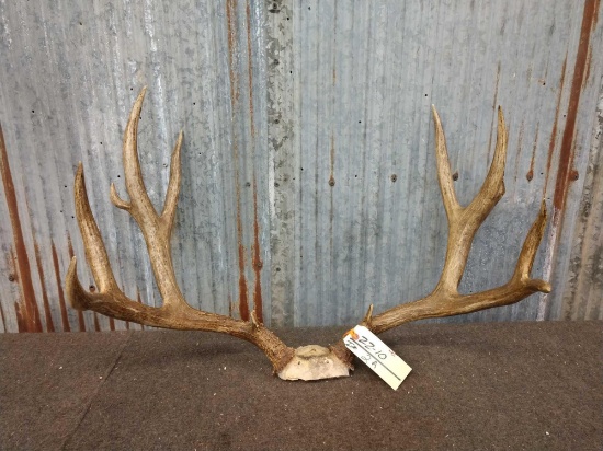 5x5 Mule Deer Rack With Flyers